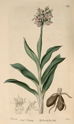 Ilustración de Neotinea tridentata subsp. tridentata (como sin. Orchis variegata All.)